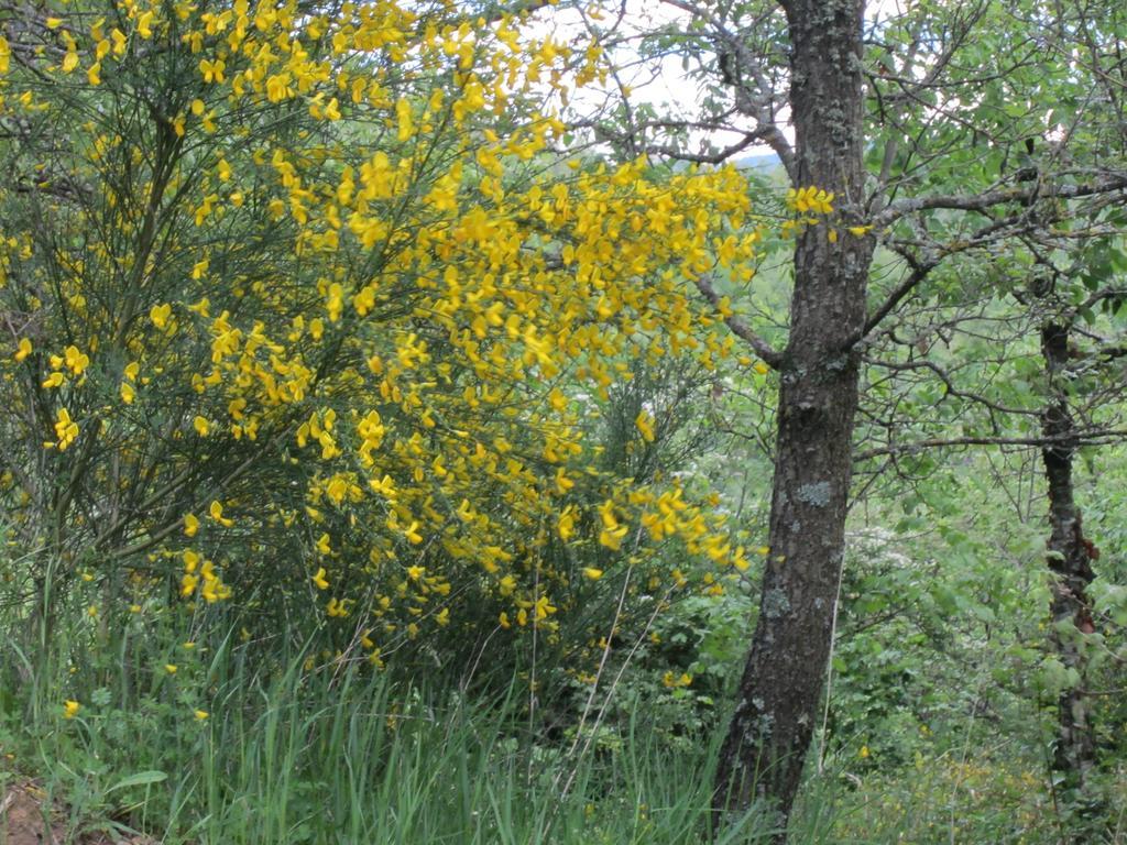 Bed And Breakfast Country Hill Arezzo Buitenkant foto