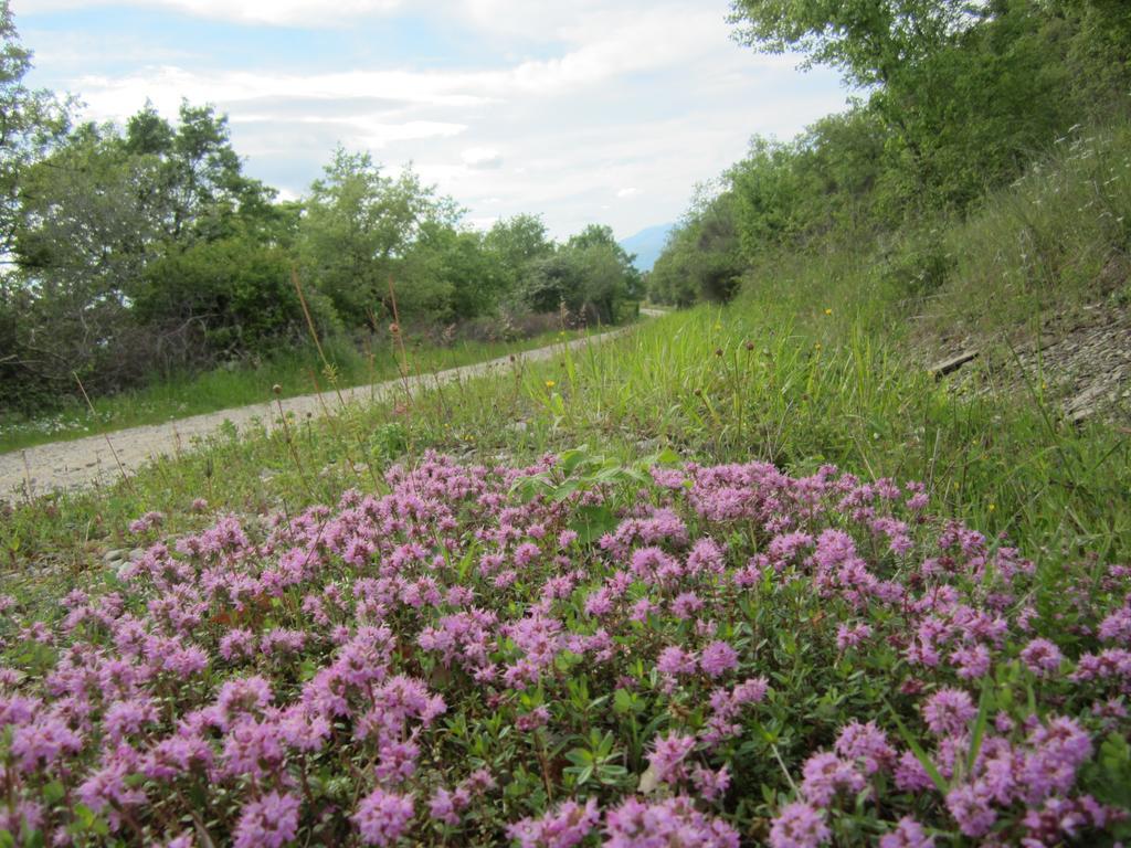 Bed And Breakfast Country Hill Arezzo Buitenkant foto